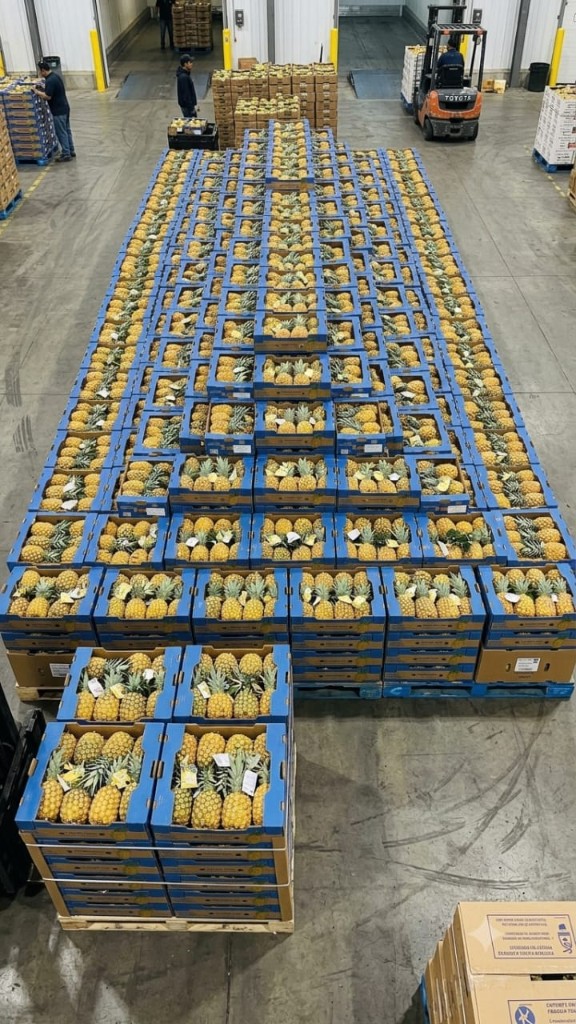 Ananas frais en stock — entrepôt ETS La Fascinante