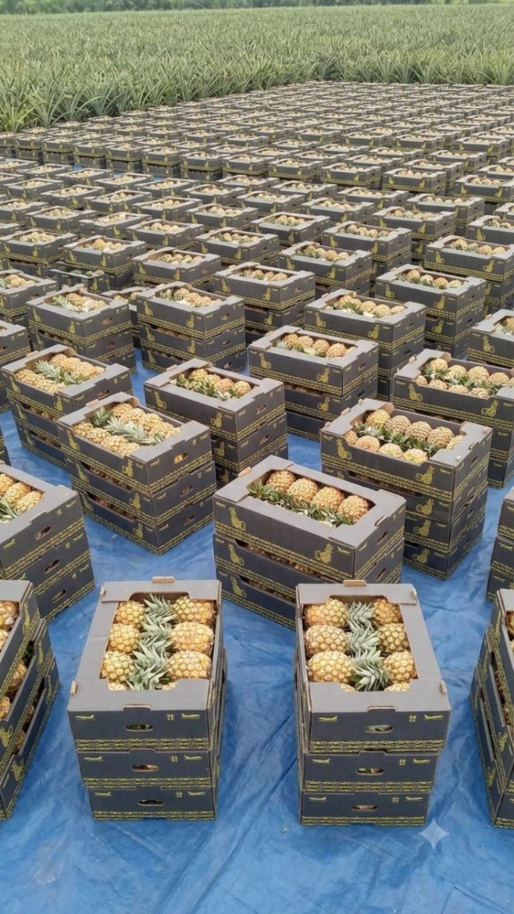 Ananas frais du Bénin — récolte et conditionnement